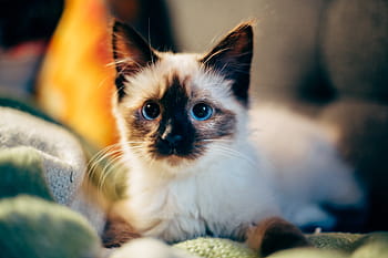 고양이, 좌석, 직물, 고양이 새끼, 동물, 착한 애, 흐림, 담요, 애완 동물, 가축, 국내 고양이