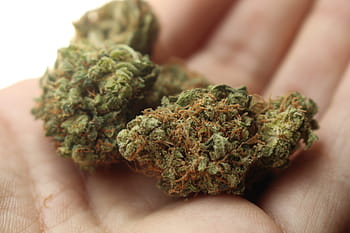 osoba, hospodářství, marihuana pupeny, plevel, konopí, marihuana, stoner, hrnec, 420, ganja, kush