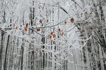 des arbres, recouvert, neige, hiver, blanc, du froid, Météo, la glace, les plantes, la nature, feuilles