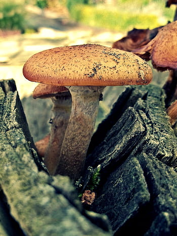 Marrone, fungo, in crescita, morto, albero, ceppo, legna, natura, foresta, fungo dell'albero, tribù
