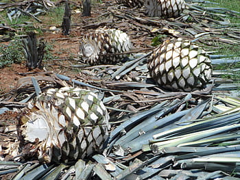 agave tequilana, mehevä, kuuluvat, mehevä kuuluminen, agavaceae nyt, agavoideae, kasvit, tequila, luonto, ruoka, pino