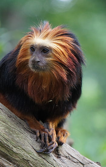 leeuwenkopaapje, zoo, piccola scimmia, mammifero, animale, natura, animali allo stato selvatico, carina, primate