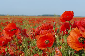 red, poppy flower field, grey, sky, poppies, field of poppies, blooming poppies, flowers, fields, poppy, nature