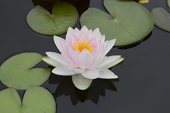 white, pink, flower, lily pads, lily, pond, water plant, water lily, leaf, petal, floating on water