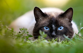 white, black, cat, selective, focus photography, Siamese cat, hunting, siamese, eyes, closeup, on the nature