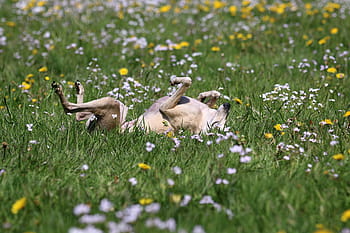 greyhound, galgo, rolling