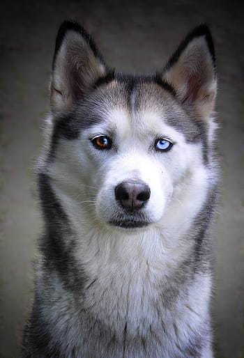 siberian, husky, different, eyes, dog, siberian husky, sled dog, animal, fur, snow dog, snout