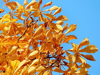 foglie d'autunno, d'oro, raggi, luce, giallo, giallo verde, colori autunnali, oro, albero, Castagna, castagno