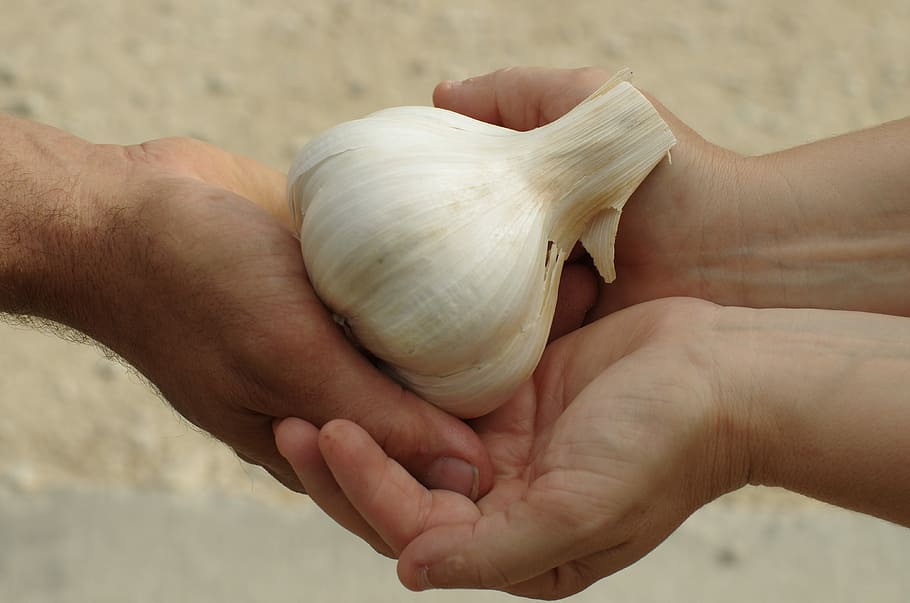garlic, garlic elephant, food, agriculture, novelty, kitchen, flavors, gourmet, hand, skin, nature