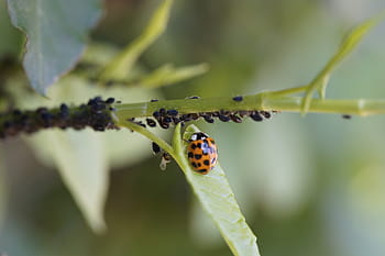 ladybug, asian ladybug, insect, lice, pest control, eating the enemy, lucky charm, aphids, environmental protection, nature conservation, environmentally friendly