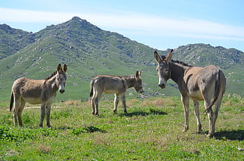 wild burros, mountain pasture, mammal, animal, hayfield, grass, nature