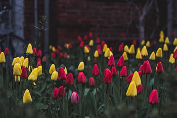 selektivní, zaostřovací fotografie, Červené, žlutá, Tulipán květ pole, barvitý, růžový, květiny, rostlina, Příroda, venkovní