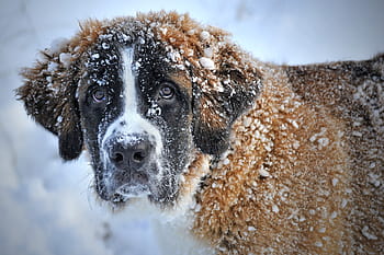 adult brownish-white saint bernard, covered, snow, dog in the snow, snow dog, st bernard, dog, winter, st bernard dog in the snow
