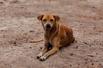 stray dog on beach, brown dog, stray dog, beach dog, abandoned dog, stray, street, dog, beach, sea, vacation