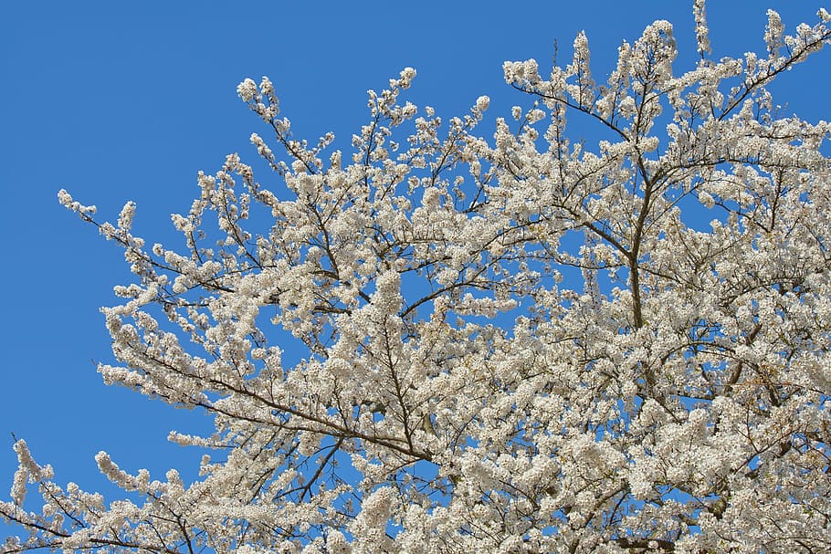 cherry, japan, spring, yoshino cherry tree, wood, plant, spring in japan, in full bloom, landscape