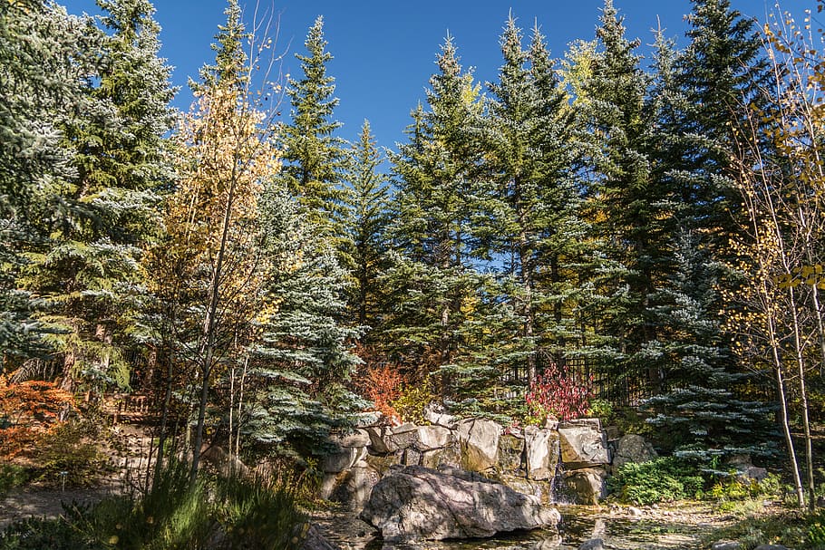 green, trees, across, clear, blue, sky, vail, colorado, forest, nature, usa