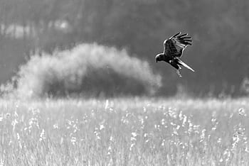 bird, diving, animal, flying, field, beak, wings, feathers, flight, hunting, nature
