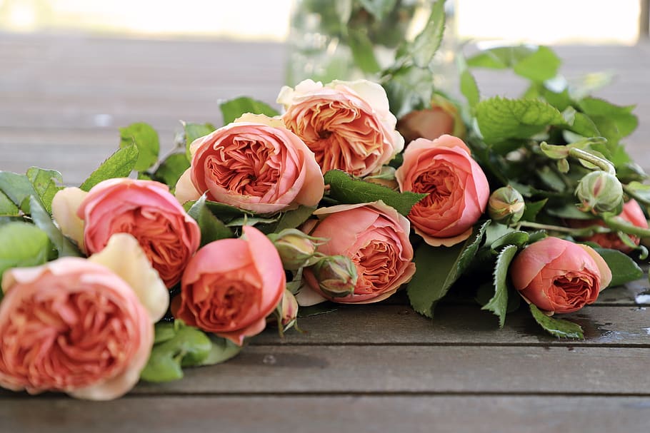 rose, flowers, rosa, english rose, fiorita, beauty