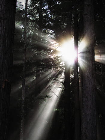 rays of light, rays, light rays, light, nature, sky, sun, sunbeam, trees, sunlight, summer