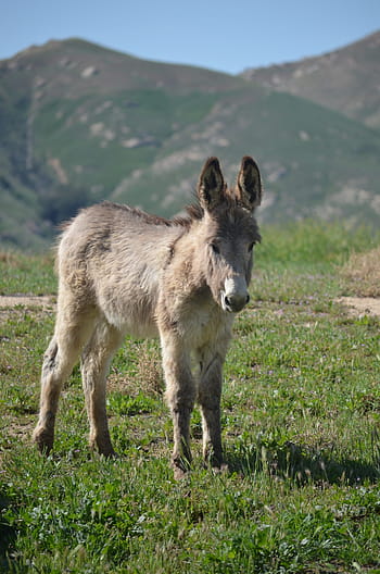 wild burro baby, mountains, mammal, animal, nature, grass, wild, wildlife, field