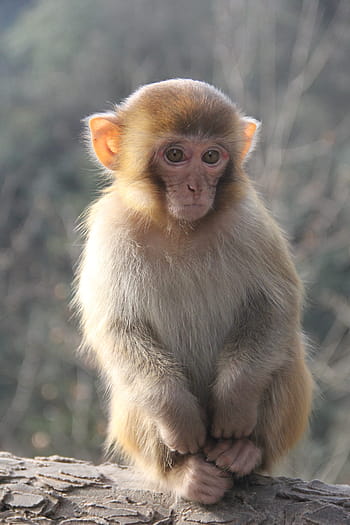Monkey, Zhangjiajie, Animal, one animal, looking at camera, animal wildlife, animal themes, animals in the wild