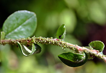 foglia, afide, afidi, peste, ramo, giardino, natura, pianta, pidocchi, pidocchio, verde