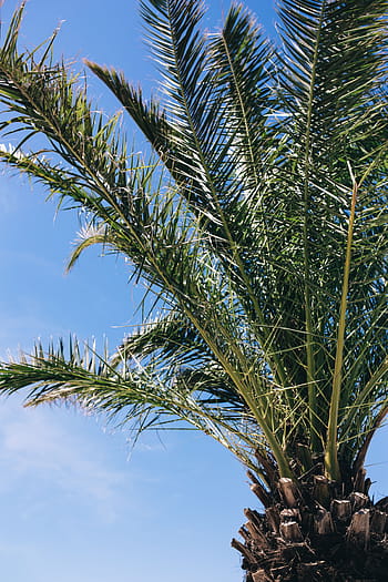 緑のヤシの木、 緑、 夏、 自然、 空、 葉、 木、 屋外、 熱帯、 サゴヤシ、 ヤシ