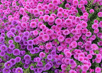 pink, asters, blooming, daytime, wallpapers, wallpaper, background, screen, flowers, petal, petals