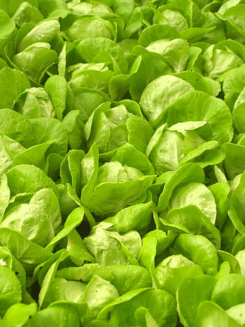 farma, trh, hydroponické, vyrobit, hospodařit, trh, listový salát, růst, vibrující, smažený, Lahodné, zemědělství