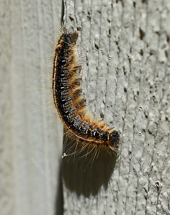 gypsy moth caterpillar, larvae, moth, insect, pest, animal, nature, wild, hairy