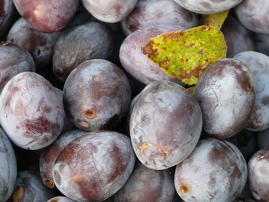 real plum, plum, prunus domestica, blue, fruit, eat, food, plant, harvest