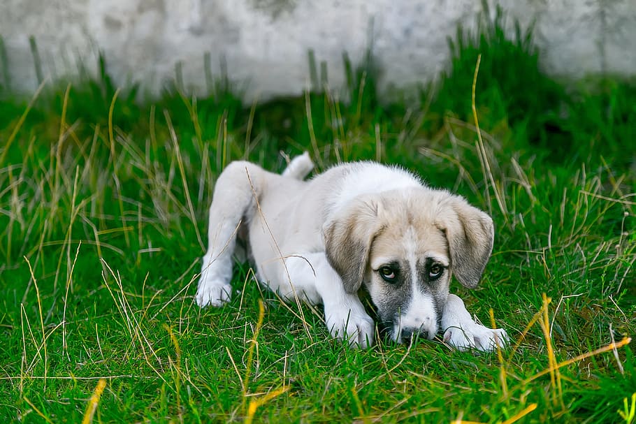puppy, lying, green, grass, dog, stray dog, baby animal, cute dog, watchdog, pets, animal portrait