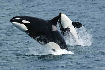 two, white-and-black dolphins, sea, killer whales, orcas, breaching, jumping, ocean, mammal, animal, swim