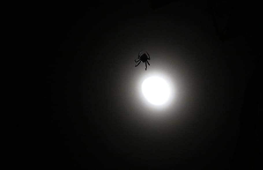 夜間イメージ、 クモ、 月、 アルメニア