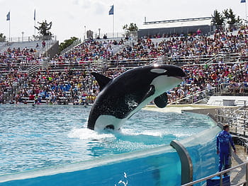 bílý, Černá, velryba orca, skákání, voda, centrum, aréna, lidé, orca, velryba, show