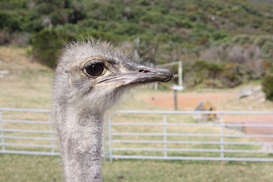 Jižní Afrika, pštrosí farma, kytice, Afrika, zvíře, pták, cestovat, pštros hlavu, fotografování divoké zvěře, hlava