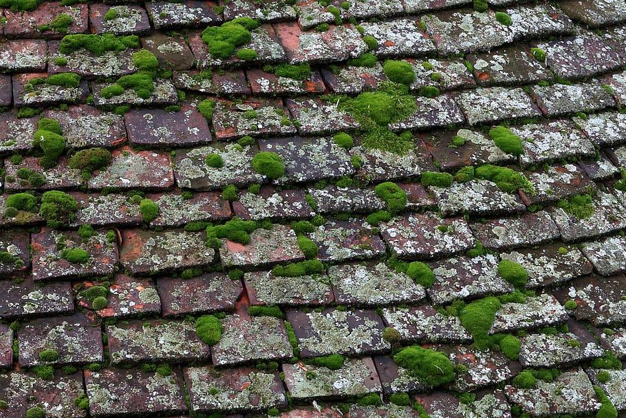 tiles, moss, roof, york, old, roofing, house, housetop, green, decay, damage