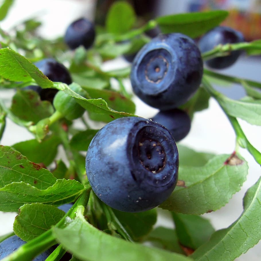 blueberry, berry, food, tasty, sweets, useful, summer, forest, branch, leaves, plant