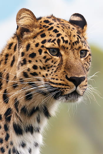 leopard fotografering, dagtimerne, gepard, leopard, dyr, stor, kødædende, kat, farligt, feline, jæger