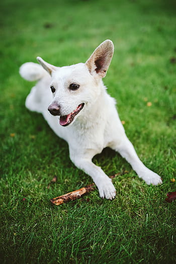 animal de estimação, animal, diversão, feliz, brincar, cachorro branco, vara, Cachorro