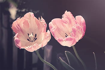 dva, růžový, květinové fotografie, tulipány, zahrada, zahradní květiny, květ, Příroda, tulipán, rostlina, okvětní lístek