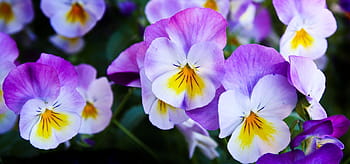 purple, white, clustered, flower, pansy, flowers, nature, spring, color