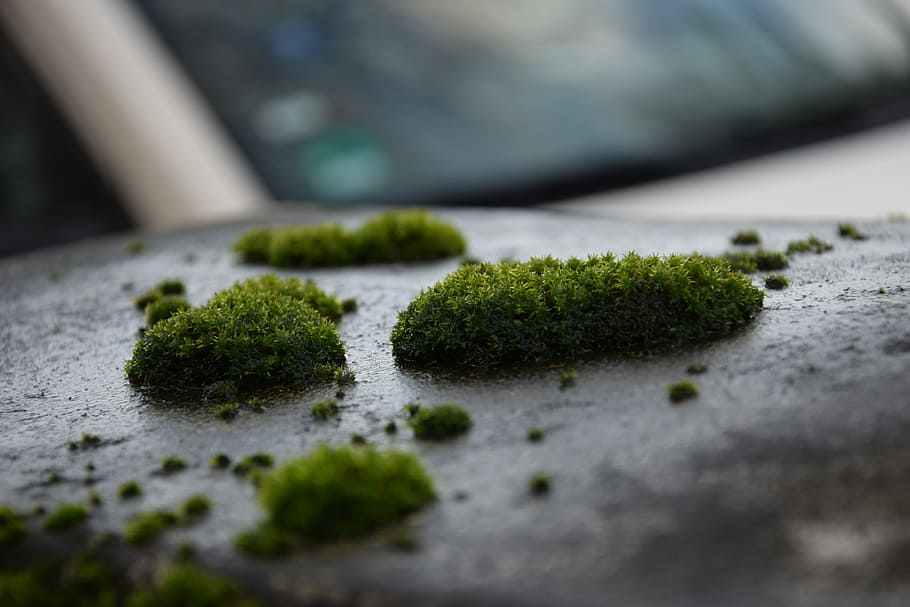 Moss, Plant, Wet, Moist, Nature, Green, fouling, texture, weave, green color, close-up