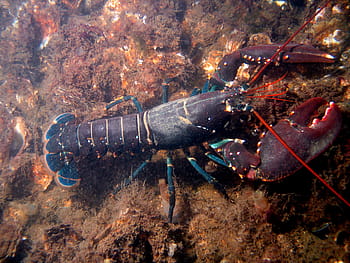-, evropský humr, homarus gammarus, korýšů, fotky, humr, námořní, oceán, veřejná doména, moře, plody moře