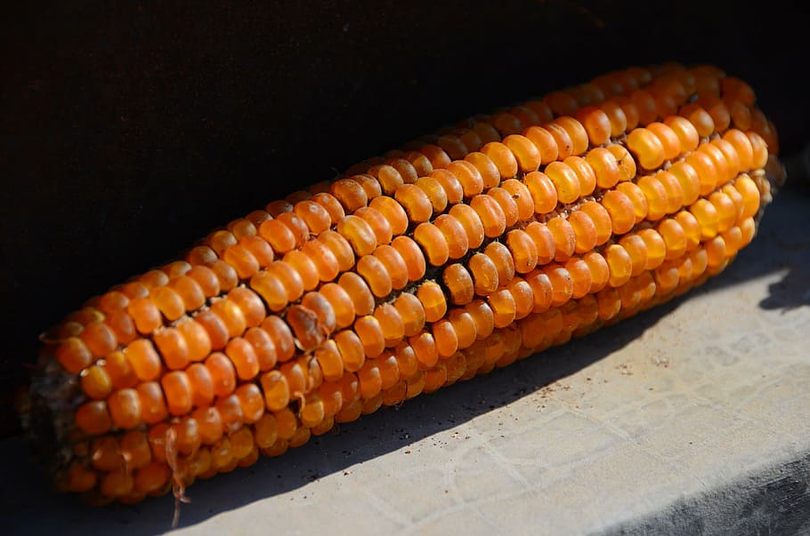 yellow, maize, china