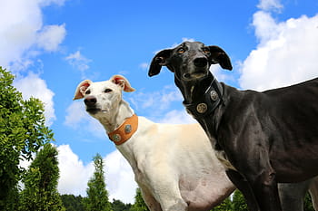 greyhound, galgo, sighthound