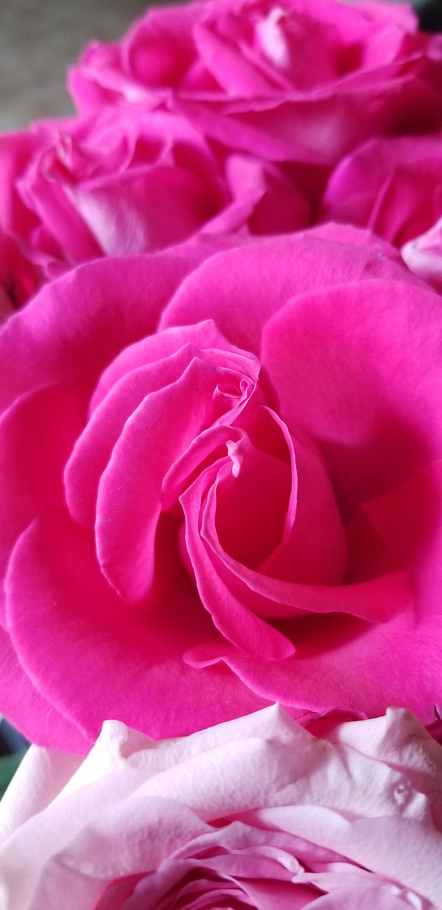 rose, beauty, pink, double rose, summer, bloom, flower