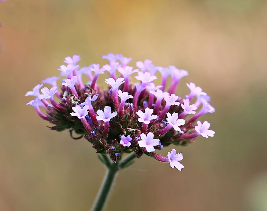selektiv, fokus foto, lilla, blomstrede blomster, blomst, blomstre, flor, natur, plante, sommer, små blomster