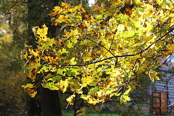 autumn, yellow, leaves, yellow leaves, golden autumn, autumn leaf, golden, yellow sheet, tree, forest, fall colors