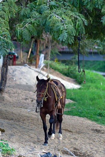 animal, horse, brown horse, sweet, palms